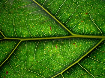 This macro photo of a leaf with the sun shining through and illuminating the cell structure and chlorophyll within the leaf depicts biology at its most basic; photo was taken by Joanie Cahill of Austin, Texas.